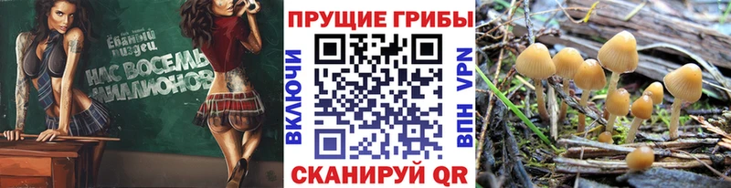 Псилоцибиновые грибы Psilocybine cubensis  наркотики  Городище 
